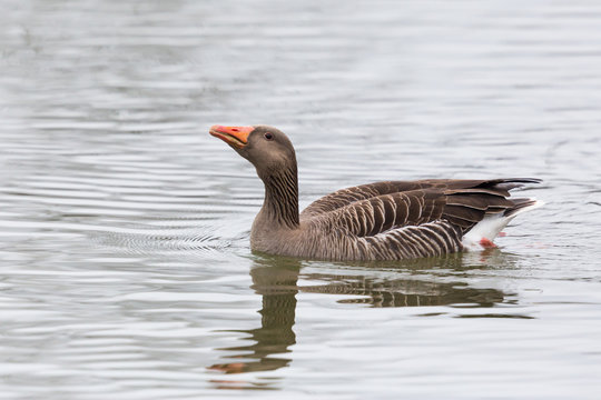 side view portrait of swimming natural gray goose (anser anser)
