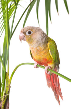 Fototapeta Green-cheeked parakeet in studio
