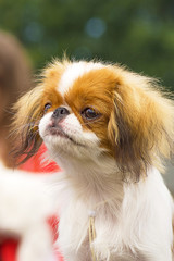 Japanese chin close-up