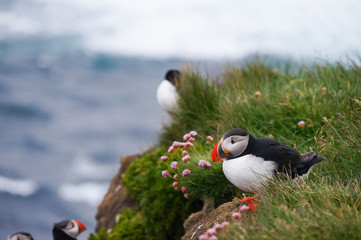 Atlantic Puffin in Latrabjarg cliffs, Iceland.