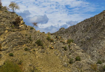 Beautiful landscape with goats in the mountain