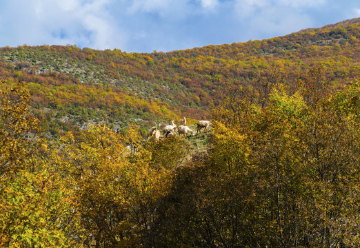 Beautiful landscape with goats in the mountain