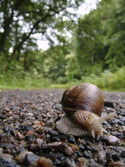 Schnecke in Nahaufnahme