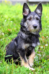 Portrait of little shaggy puppy is walking in a park.