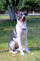 Happy black-white is sitting on a grass in a park.