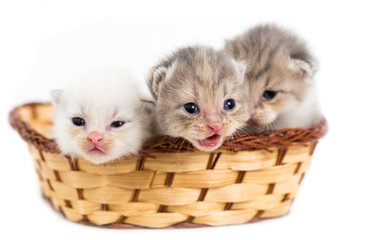 Naklejka na ściany i meble Three newborn kitten in a basket on a white background