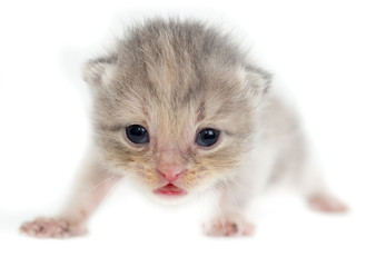 Newborn kitten on white background