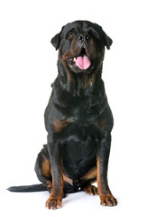  rottweiler in studio