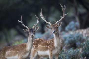 Biche