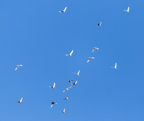 A flock of pigeons on a blue sky