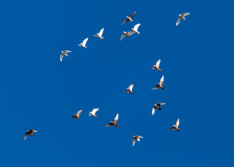 A flock of pigeons on a blue sky