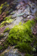The Little Things 13