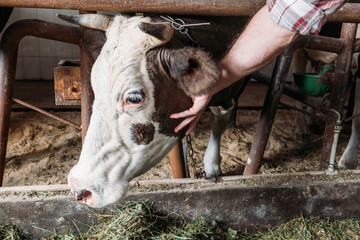 farmer feeding cow