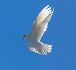 White dove in flight against a blue sky