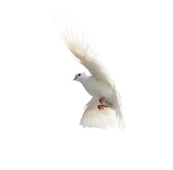 White dove in flight isolated on white background
