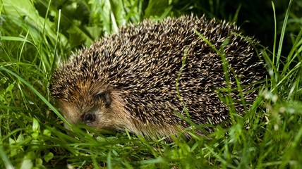 Common hedgehog looking for prey to hunt