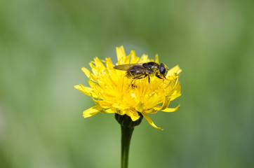 Bee on flower