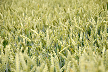 Yellow agricultural wheat field, selective focus.