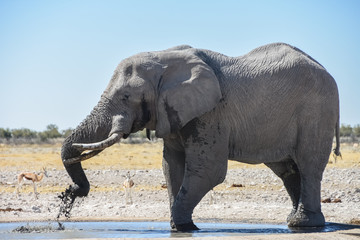 Fototapeta premium Male Elephant at Etosha national park