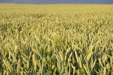 Yellow agricultural wheat field, selective focus.