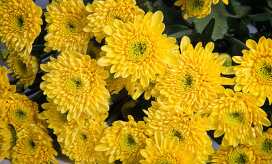 Fiori gialli dall'alto