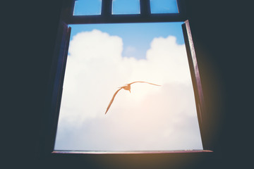 Bird in the sky.