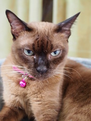 Front portrait of brown Siamese cat with pink collar