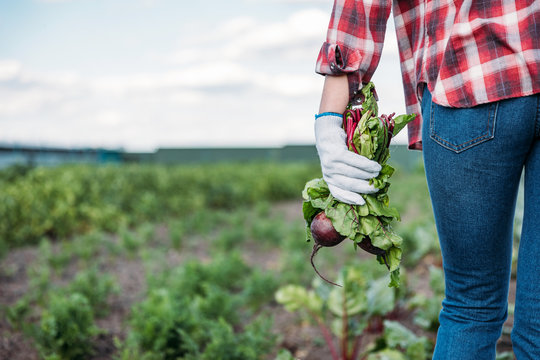 Farmer Holding Beets In Field