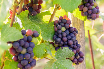 Bunches of grapes at different stages of ripeness in the Champagne vineyard at sunset.