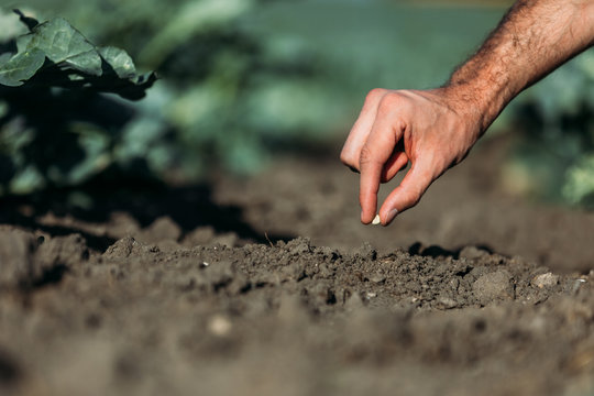 Farmer Sowing Seed