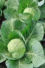 close-up of organically cultivated ripening cabbage  in the vegetable 

garden,vertical composition
