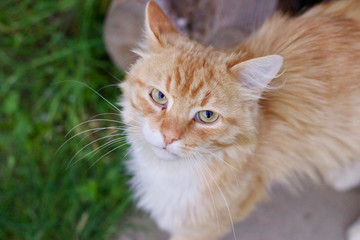 Fototapeta na wymiar Ginger cat