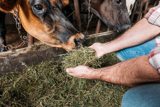 Farmer Feeding Cows In Stall