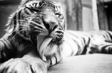 BW close-up of tiger
