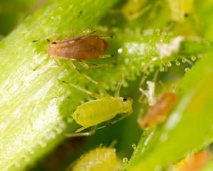Aphids on a green leaf in nature
