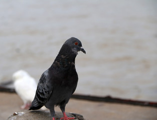 Pigeon bird perching on riverside. Pigeons and doves constitute the bird family Columbidae, which includes about 42 genera and 310 species.