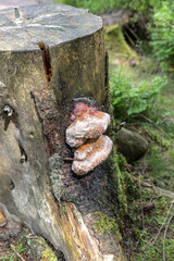 Fototapeta premium tinder fungus on a tree stump