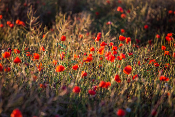 Red poppy field on the sunset. Flowers background
