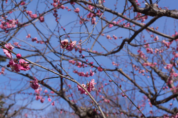 Spring plum blossom in shrine,Japan.
