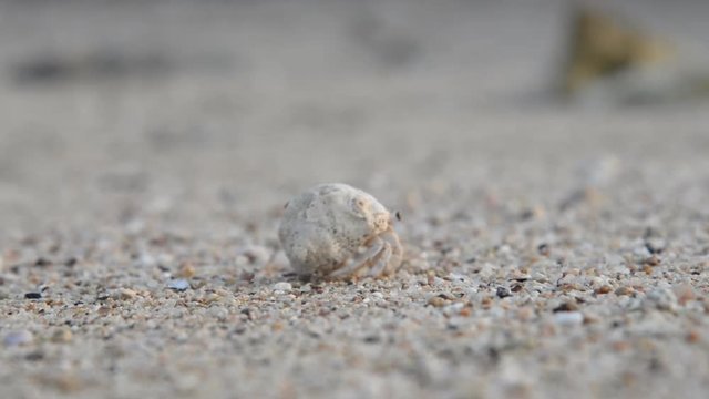 The mollusc crawls along the sand in the sea