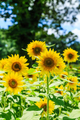 Sunflowers in Front of Tree