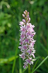 Common spotted orchid flower