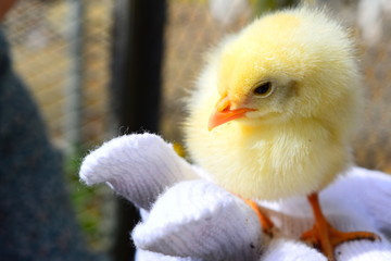 ひよこ © Fumihiro Nozaki