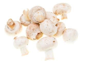 Mushrooms champignons on a white background