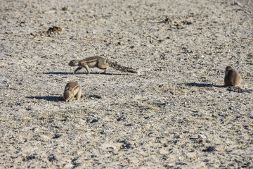 African Ground Squirrel at Etosha