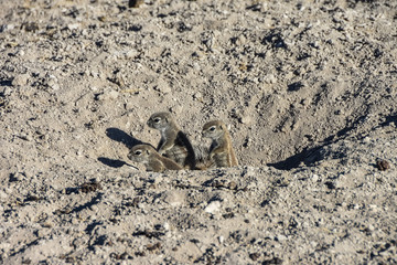 African Ground Squirrel at Etosha