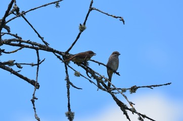 Pie-grièche écorcheur (Lanius collurio)