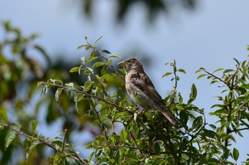 Jeune Moineau domestique (Passer domesticus)