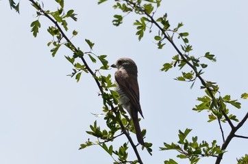 Pie-grièche écorcheur (Lanius collurio)