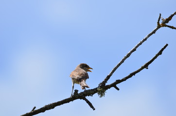 Pie-grièche écorcheur (Lanius collurio)